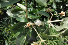 Hiptage benghalensis